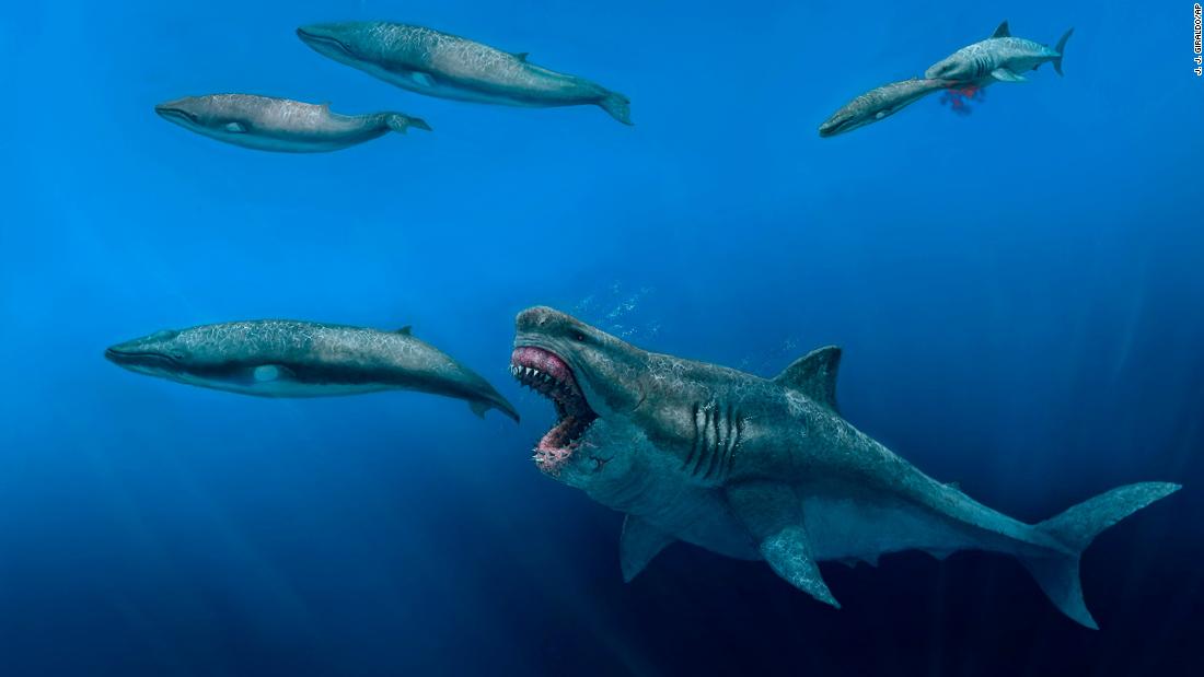 Para ilmuwan mengatakan megalodon predator super yang telah punah cukup besar untuk memakan orca