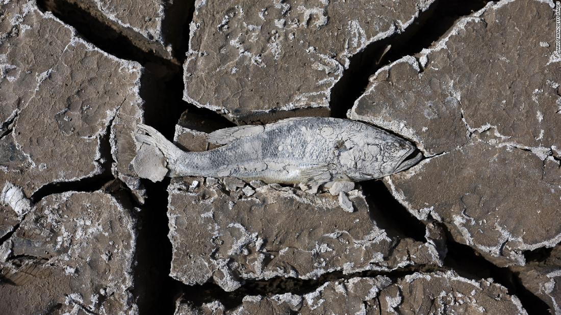 A dead fish lies on a section of dry lakebed along Lake Mead on May 9.