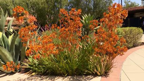 Plants requiring little water are being added to yards across the Southwest.