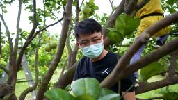 220822122816 screengrab taiwan farmer li hp video Video: Beijing bans Taiwan's citrus fruit imports in wake of Pelosi visit