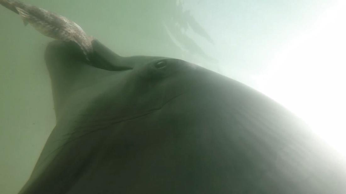 Navy-trained dolphin caught on camera eating venomous sea snakes - CNN Video