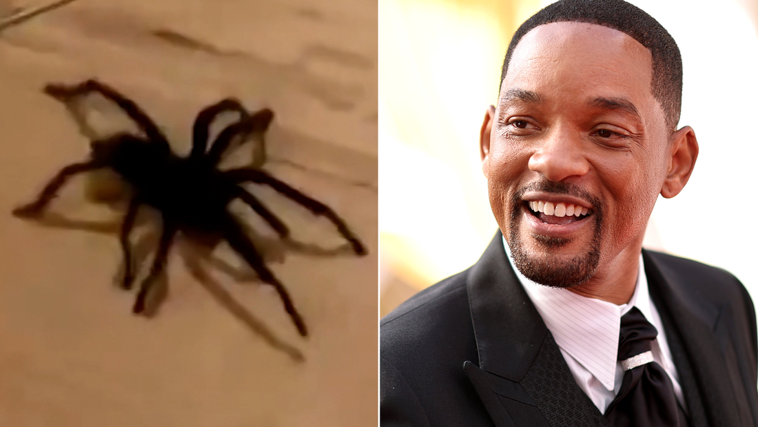 Video: Will Smith's tarantula encouter gets a rave review from scientist - CNN Video