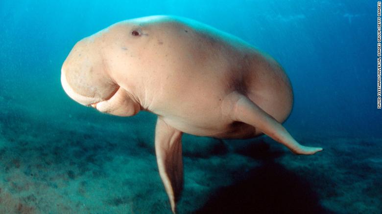 Dugongs functionally extinct in Chinese waters, study finds