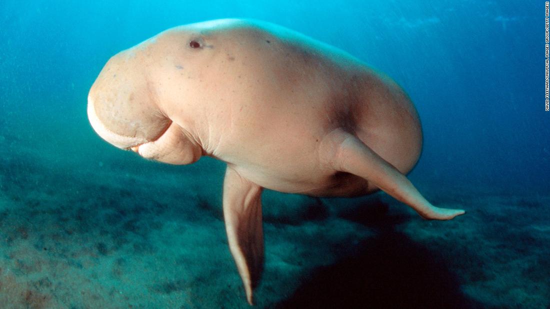 Dugongs functionally extinct in Chinese waters, study finds