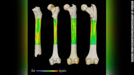 Tento obrázok ukazuje kontrastnú mapu hrúbky stehennej kosti (zľava doprava) Sahelanthropusa, existujúceho človeka a šimpanza a gorily (v pohľade zozadu). 