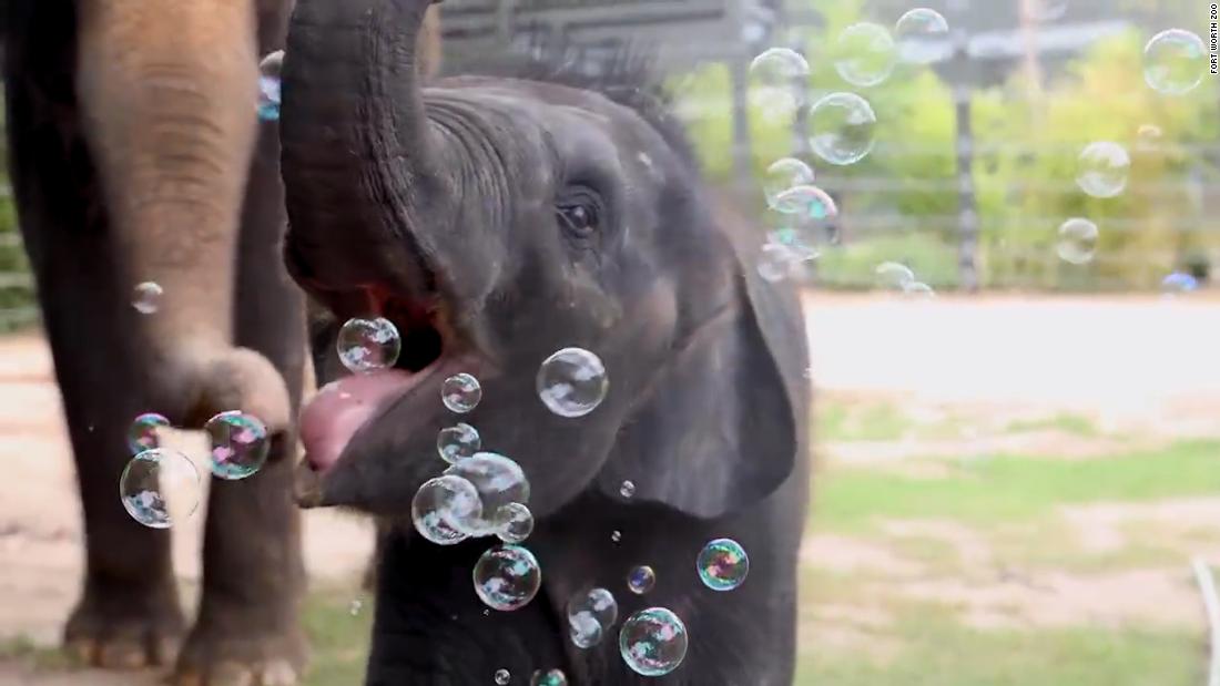 Stop what you’re doing and watch this elephant play with bubbles – CNN Video