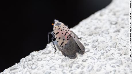 A lanternfly is seen on the rooftop of an apartment building in New York City in 2022. 