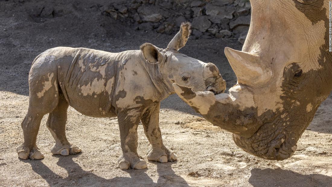 White rhino calf born at San Diego Zoo