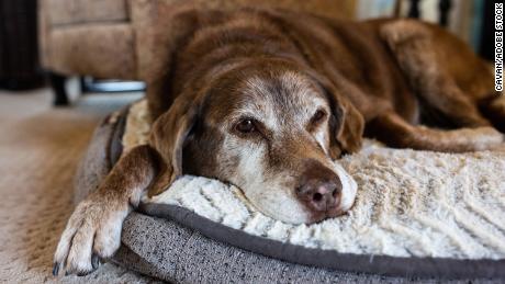 Experts say older dogs with dementia may lose their vests for play and suffer from sleep disorders.