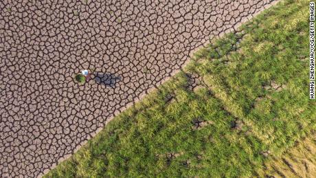 A villager walks in a cracked paddy field amid a severe drought in Neijiang, Sichuan province.