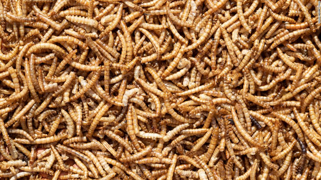 Mealworm seasoning: Scientists explore creepy-crawly flavoring to satisfy meat cravings