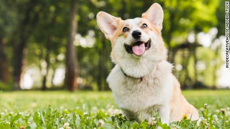 Une nouvelle étude détaille la première fois que des scientifiques ont trouvé un lien entre les larmes et les émotions chez les chiens.