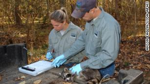 Wildlife Services rabies biologists take a tissue sample from an anesthetized raccoon. The test will determine whether or not this animal ingested enough rabies vaccine to be protected. Baiting rabies vaccines is part of Wildlife Services&#39; National Rabies Management Program.