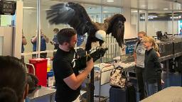 220827111424 bald eagle tsa charlotte airport hp video Bald eagle gets TSA checked