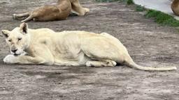 220828211509 emaciated lion bjwt foundation vpx hp video 'They have eaten themselves': Video shows emaciated animals at raided sanctuary