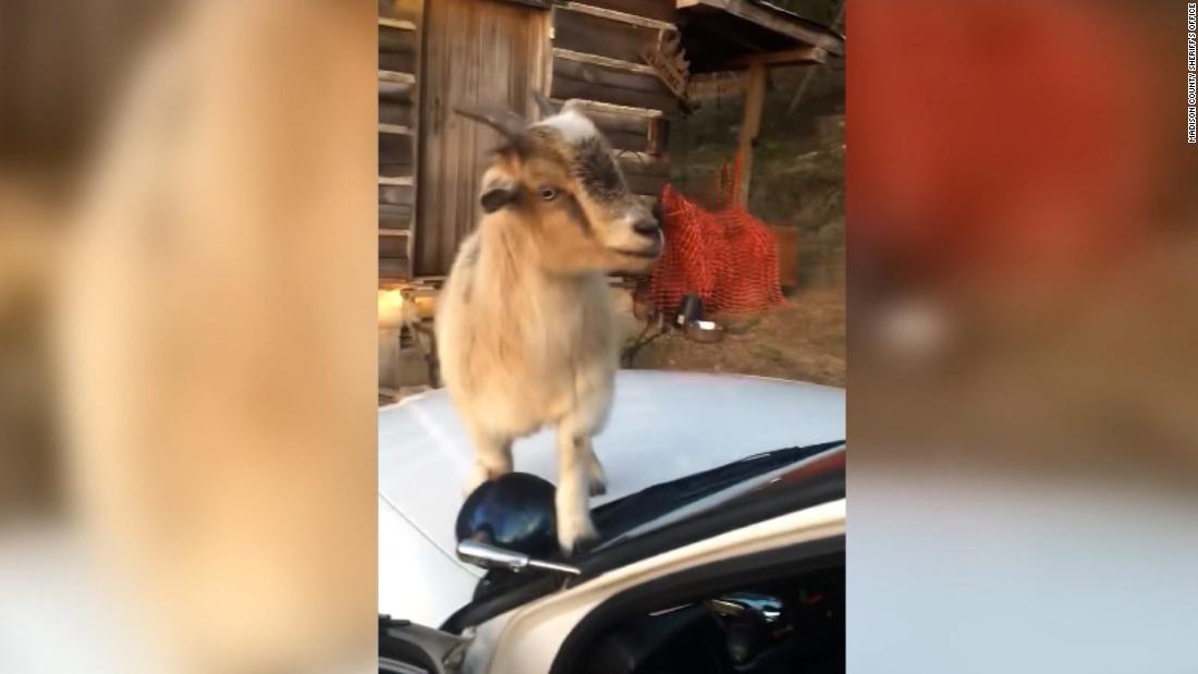 Goats takeover deputy’s patrol car. Snacks on paperwork – CNN Video