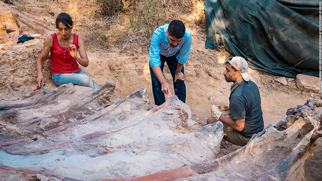 Dinosaur ribcage unearthed in 'gobsmacking' backyard discovery