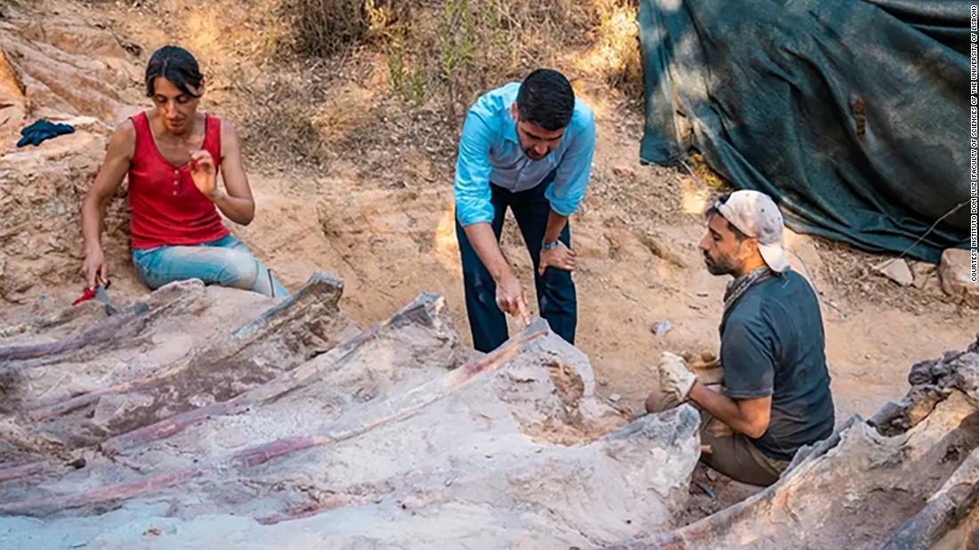 Dinosaur ribcage unearthed in ‘gobsmacking’ backyard discovery
