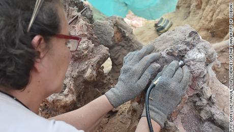 Η έρευνα επιβεβαιώνει τη σημασία του απολιθώματος των σπονδυλωτών στην πορτογαλική περιοχή Pombal.