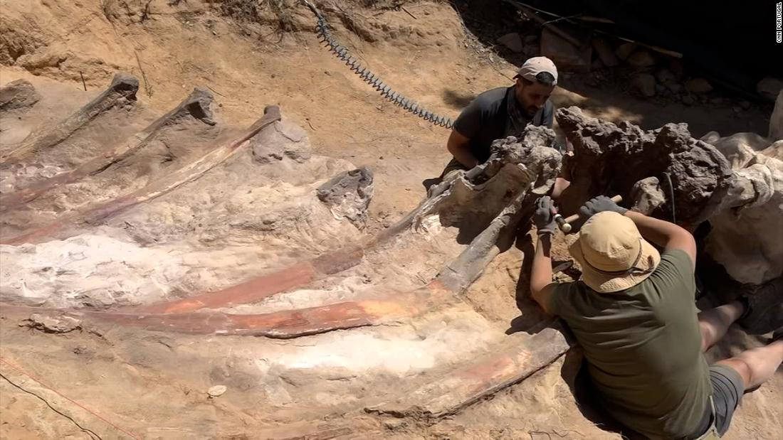 Paleontologists discover sauropod dinosaur bones in Europe – CNN Video