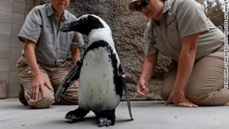 विशेष आर्थोपेडिक जूते से सुसज्जित पेंगुइन शैली में घूम सकता है