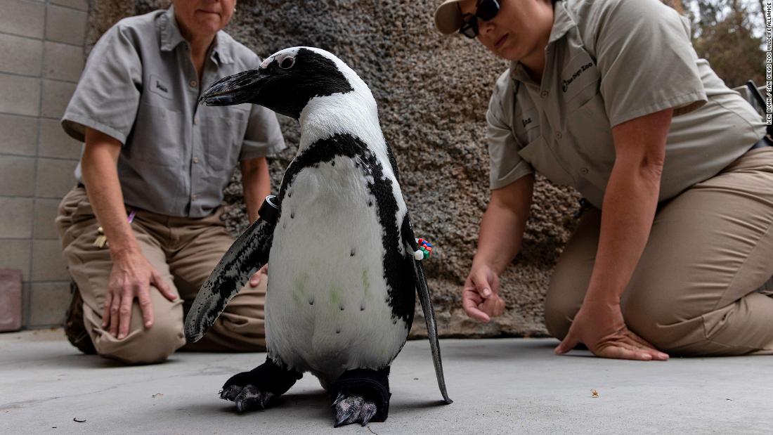 Watch: Penguin at San Diego Zoo gets custom orthopedic shoes – CNN Video