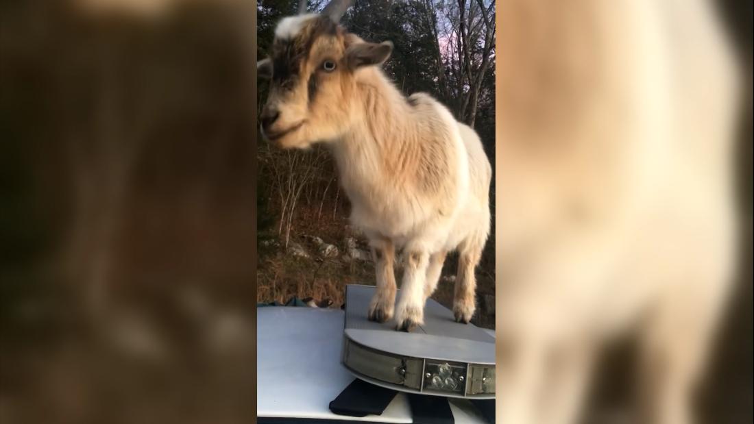 ‘There’s nothing to eat in there!’: Goats take over deputy’s patrol car – CNN Video