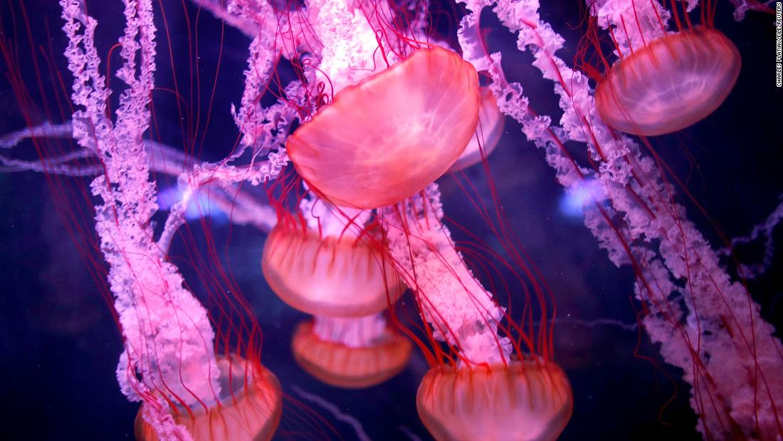 New study could unearth the secret to how 'immortal jellyfish' reverses aging