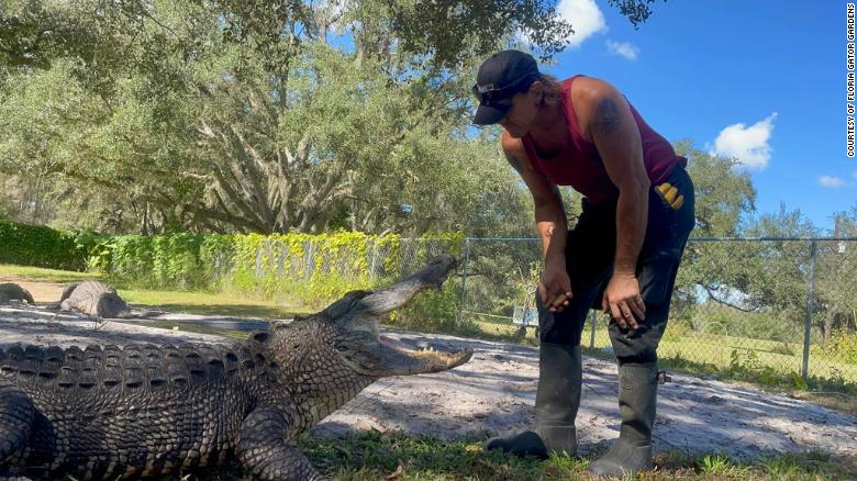 ‘An occupational hazard’: Florida wildlife director loses hand after alligator bite