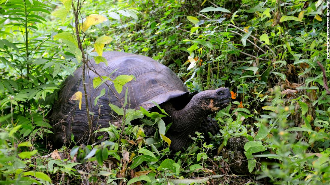 Endangered Galapagos tortoises were hunted and eaten, Ecuadorean prosecutors fear