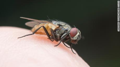 Swat and miss: Why those cranky flies almost always overtake you
