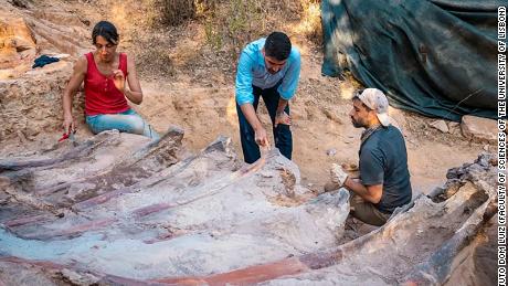 Excavations at the Pombal site in Portugal have revealed the rib cage of a dinosaur.