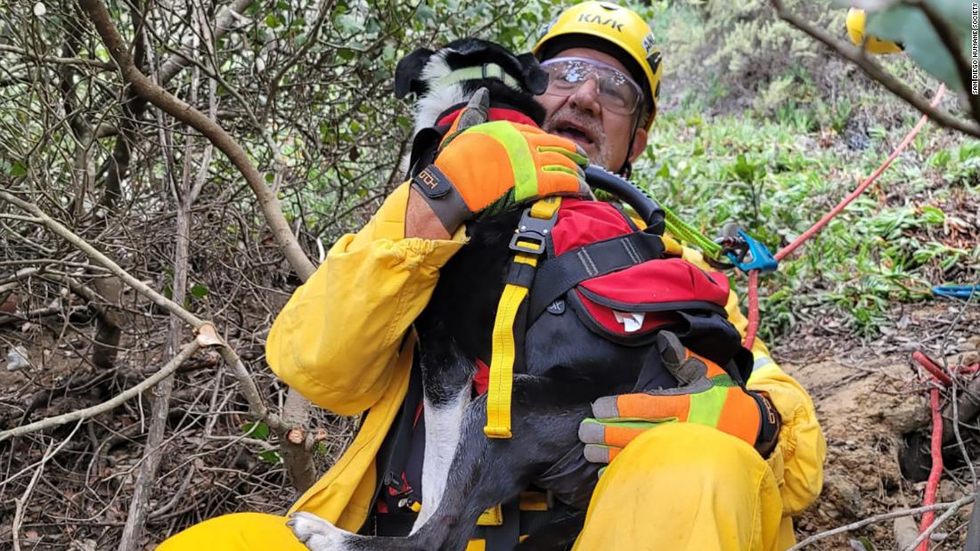 Deaf dog rescued after falling 100 feet