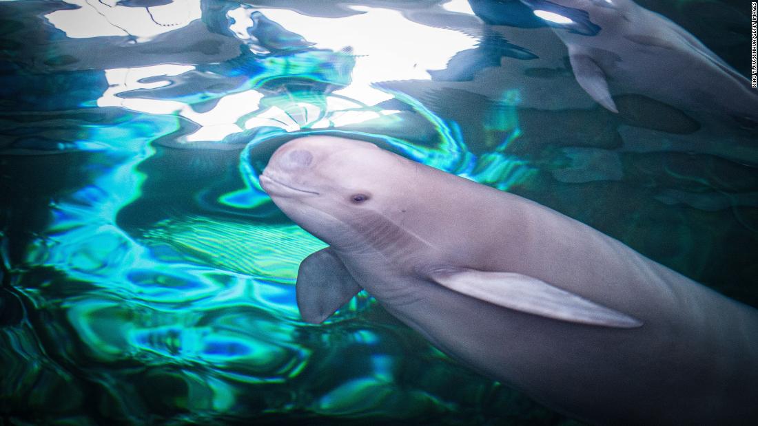 China lost its Yangtze River dolphin. Climate change is coming for other species next
