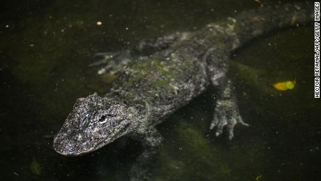 A Chinese crocodile at a zoo in Shanghai.  Native to the Yangtze River, their numbers in the wild are drastically decreasing and can get worse as the river shrinks and dries up.