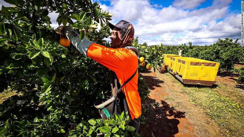 A seasonal worker harvests Valencia oranges from a tree at an orchard near Griffith, New South Wales, Oct. 8, 2020.