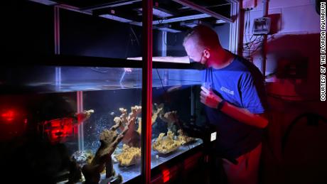 A researcher works with the newly spawned coral in an aquarium. 