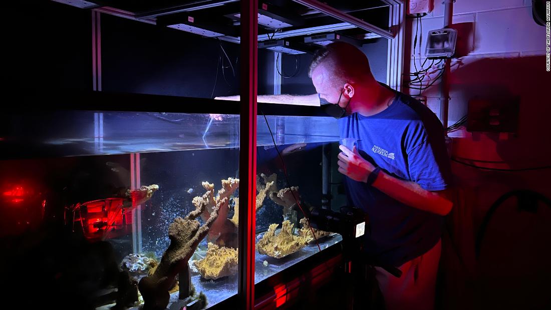 Scientists At Florida Aquarium Make Major Breakthrough In Race To Save ...