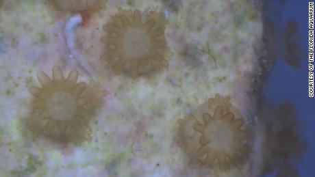 Microscopic image of spawning baby corals at the Florida Aquarium. 