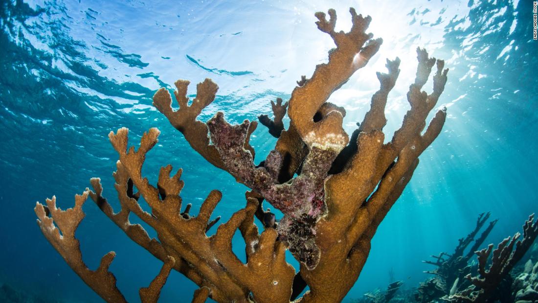 CNN Exclusive: Scientists make major breakthrough in race to save Caribbean coral