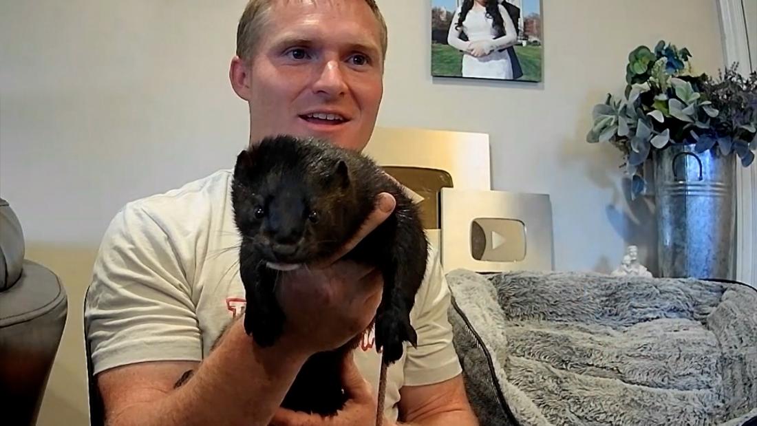 Minks were thought to be impossible to tame. Enter: The ‘Mink Man.” – CNN Video