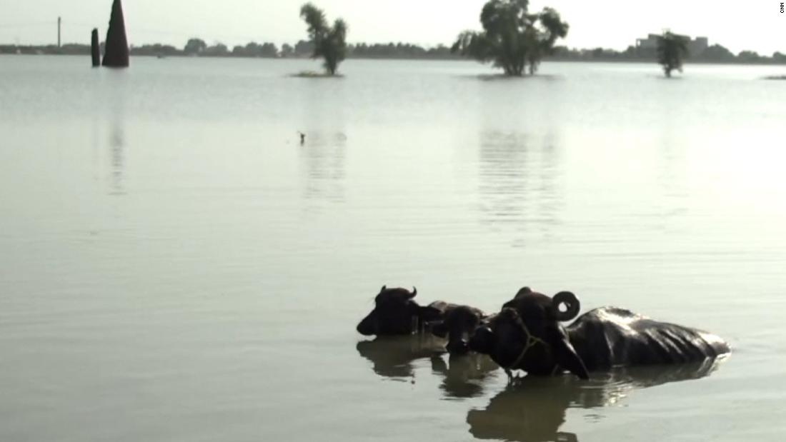 Video shows livestock in neck-deep water after major flooding