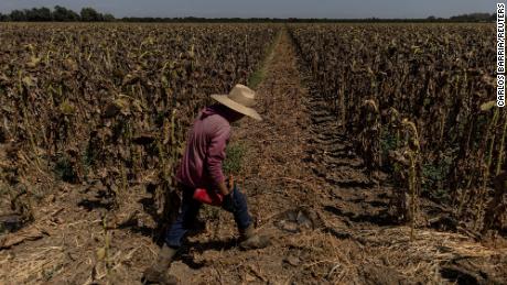 A worker walks along a dried-up field of sunflowers while extreme weather conditions, including record-breaking heat waves, are the latest sign of climate change in the western United States, where wildfires and severe drought have emerged as a growing threat, near Sacramento, California, U.S., August 18, 2022. 