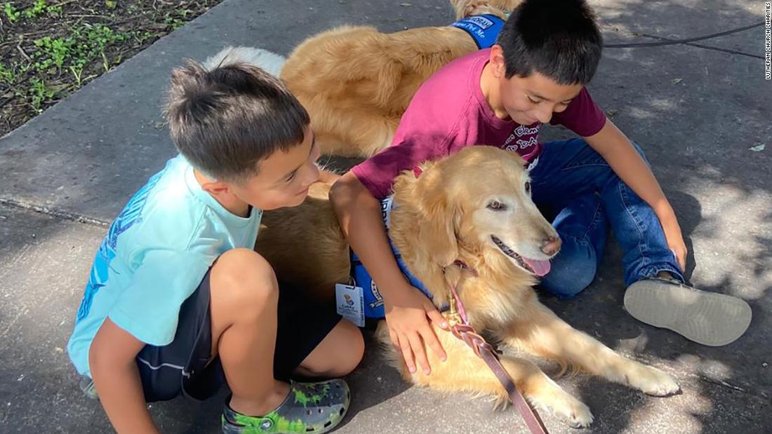 Comfort dogs are greeting Uvalde students for their return to school. Here's how canine visitors can help after tragedy