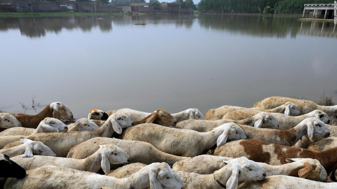 A herd of sheep passes through floodwaters in Nowshera, Pakistan, on Tuesday, September 6.