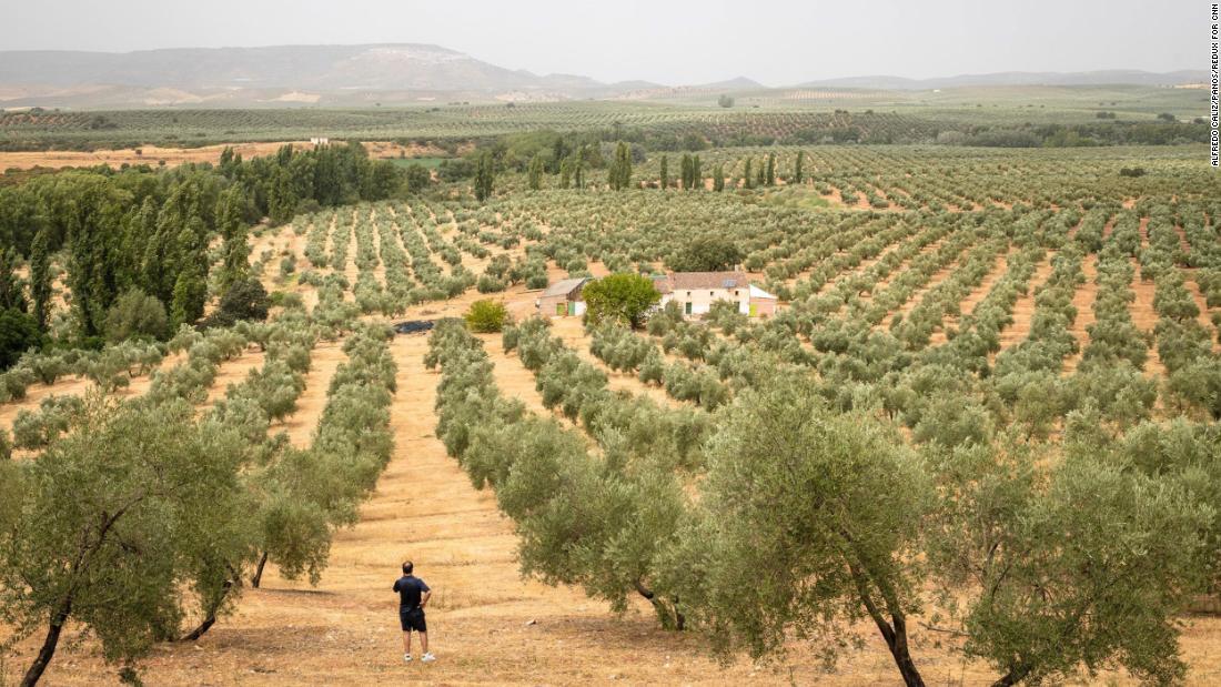 Worst drought 'in living memory' threatens olive oil supply