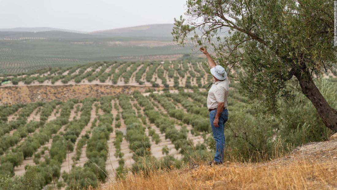 World’s olive oil provide threatened by worst drought ‘in living memory’