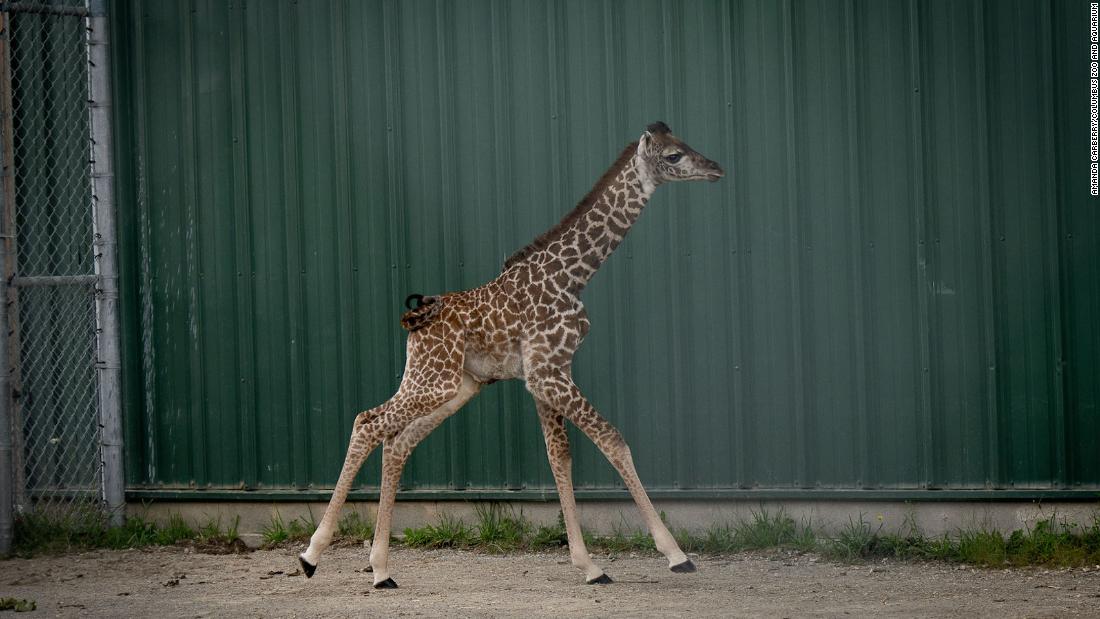 'Miracle baby' giraffe born at Columbus Zoo
