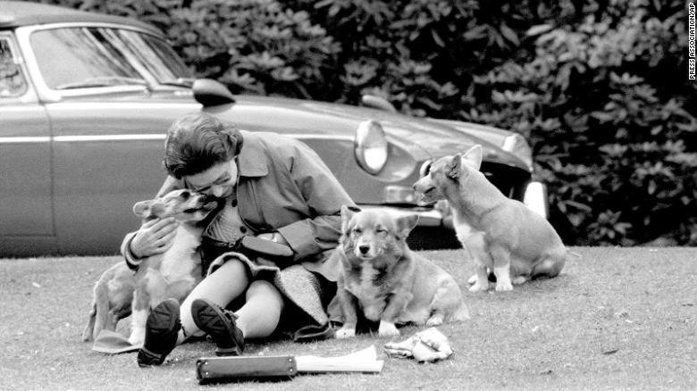 The Queen and her corgis sit on a grassy bank in Surrey, England, in 1973.