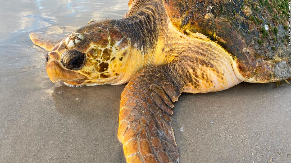 Hundreds of sea turtles strand on Texas beach